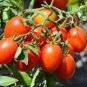 600 PCS Seeds Middle Milk Red Tomato