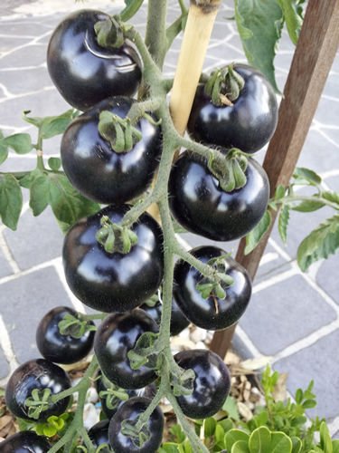 600 PCS Seeds Organic VERY BLACK tomato