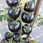 600 PCS Seeds Organic VERY BLACK tomato