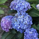 10 PCS Seeds 'Big-leaf Hydrangea' Purple Peony Tree