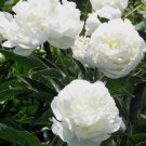 10 PCS Seeds 'Yu Lou Dian Cui' White Peony with Few Red Color Flower 10 PCS Seeds 'Yu Lou Dian Cui' White Peony with Few Red Color Flower