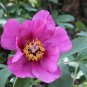 10 PCS Seeds 'Hui He' Single Petalled Pink Peony Flower