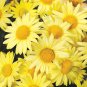 40 PCS Seeds Beautiful Yellow Chrysanthemum