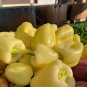 16 PCS Seeds Sweet White Bell Pepper