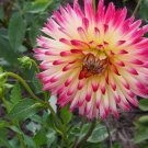 40 PCS Seeds 'Tahiti Sunrise' Red Yellow Dahlia Flower 40 PCS Seeds 'Tahiti Sunrise' Red Yellow Dahlia Flower