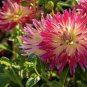 40 PCS Seeds 'Tahiti Sunrise' Red Yellow Dahlia Flower