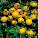 100 PCS Seeds Taiwan Yellow Cherry Tomato 100 PCS Seeds Taiwan Yellow Cherry Tomato