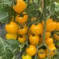 100 PCS Seeds Taiwan Yellow Cherry Tomato