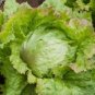 320 PCS Seeds Ball Lettuce Vegetable Potted Plant