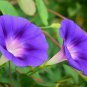 20 PCS Seeds Imported Purple White Stripe Big Morning Glory Flowers