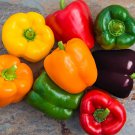 200 PCS Seeds Mixed Orange Green Red Yellow Square Sweet Pepper F1 200 PCS Seeds Mixed Orange Green Red Yellow Square Sweet Pepper F1