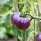 600 PCS Seeds Purple Amaranthine Tomato