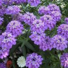 100 PCS Seeds Candytuft Fragrant Iberis Amara Room Flower Bee 100 PCS Seeds Candytuft Fragrant Iberis Amara Room Flower Bee