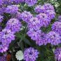 100 PCS Seeds Candytuft Fragrant Iberis Amara Room Flower Bee