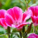 100 PCS Seeds Farewell to Spring Flower 100 PCS Seeds Farewell to Spring Flower