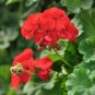 12 PCS Seeds Red Univalve Geranium Perennial Flower