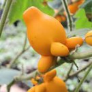 40 PCS Seeds Solanum mammosum, Cow's Udder, Nipple Fruit, Apple of Sodom