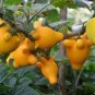 40 PCS Seeds Solanum mammosum, Cow's Udder, Nipple Fruit, Apple of Sodom
