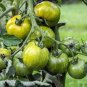 600 PCS Seeds Middle Green Tomato with Dark Green Stripe Original