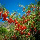 120 PCS Seeds Red Chinese Wolfberry