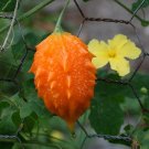 16 PCS Seeds Seto Melon Balsampear Vegetable