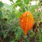 16 PCS Seeds Seto Melon Balsampear Vegetable