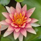 2 PCS Seeds Shy Girl Pink Water Lily Nymphaea Flower 2 PCS Seeds Shy Girl Pink Water Lily Nymphaea Flower