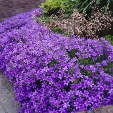 100 PCS Seeds Purple Mini Belflowelr