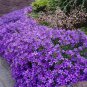 100 PCS Seeds Purple Mini Belflowelr