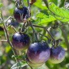 600 PCS Seeds Purple Rose Cherry Tomato