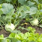 100 PCS Seeds Rapeform Mustard