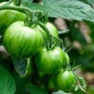 300 PCS Seeds Rare 'Green Apple' Big Tomato