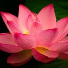 80 PCS Seeds New Fresh Nelumbo Nucifera Lotus Nut