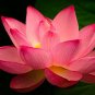 80 PCS Seeds New Fresh Nelumbo Nucifera Lotus Nut
