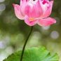80 PCS Seeds New Fresh Nelumbo Nucifera Lotus Nut