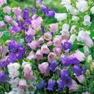 60 PCS Seeds Canterbury Bells Perennial Flower