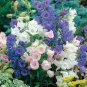 60 PCS Seeds Canterbury Bells Perennial Flower