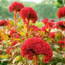 60 PCS Seeds Hot Fire Red Cockscomb Annual Flower