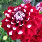 100 PCS Seeds Middle-sized Red Dahlia Shrub Perennial Flower