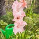 100 PCS Seeds New Variety Pink White Gladious Sword Lily Perennial