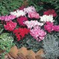 10 PCS Seeds Heirloom Cyclamen Grandiflorum 'Lazer Mixed' F1