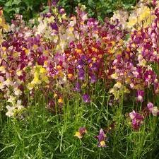 120 PCS Seeds Mixed MOROCCAN TOADFLAX SNAPDRAGON Linaria Maroccana Flower