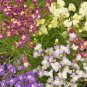 120 PCS Seeds Mixed MOROCCAN TOADFLAX SNAPDRAGON Linaria Maroccana Flower