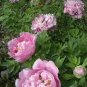10 PCS Seeds Rare New Pink Monopetalous Peony with Red Spot Heart