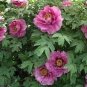 10 PCS Seeds Rare New Pink Monopetalous Peony with Red Spot Heart