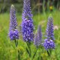 100 PCS Seeds Veronica Spicata Speedwell Flower