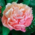 10 PCS Seeds Heirloom 'Pink King's' Double Slippy Peony Flower