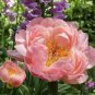 10 PCS Seeds Heirloom 'Pink King's' Double Slippy Peony Flower