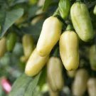 40 PCS Seeds Hot Pepper - Habanero White