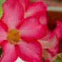 4 PCS Seeds Adenium Light Pink & Rose Red Petals Flower
